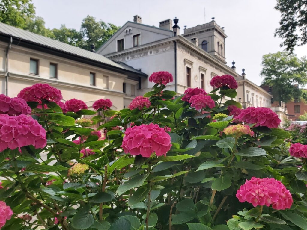 Różowe kwiaty. W tle biały pałac.